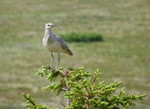 A bird with a long slightly curved beak and medium grey legs stands on the top of a spruce tree.