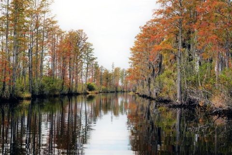 Cypress trees show fall colors against the black waters of the Suwannee Canal in the Okefenokee National Wildlife Refuge.