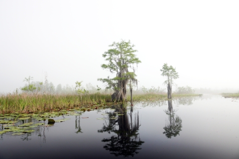 The waters of Okefenokee Swamp on a foggy day reflect cypress trees growing on the edges of a canal.