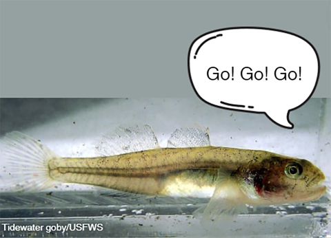 A small fish with a speech bubble that reads "Go! Go! Go!"