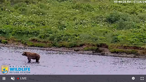 A large brown bear stands in a river. On-screen text is 9:44:28 AM July 24, 2024. U.S. Fish and Wildlife Service logo with text: National Wildlife Refuge System. A non-live video player toolbar shows a pause button, audio mute button, a live indicator, a settings gear icon, and an expand window icon.