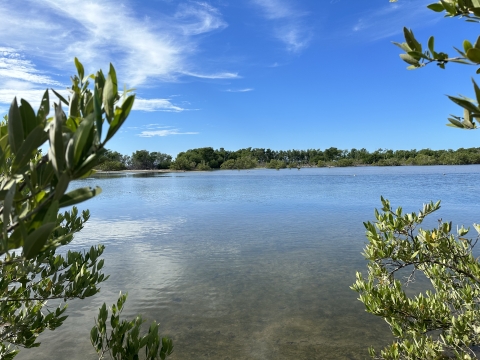 View of Black mangrove leaves in front of wetland at the Cabo Rojo Salt Flats