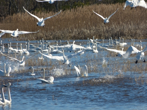 Swans on a lake.