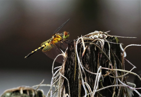 An ornate pennant dragonfly pauses hunting in the Okefenokee Swamp.