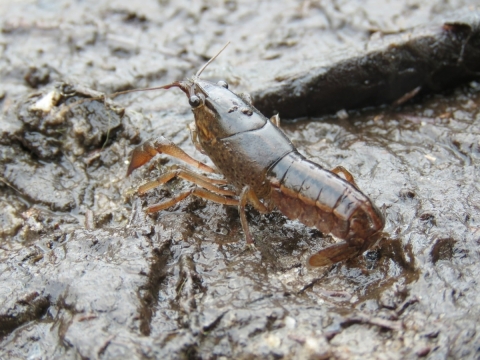 Panama City crayfish