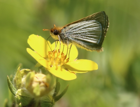 Poweshiek skipperling sipping nectar