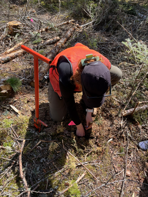 a person wearing orange kneels down to place a pink flag in the earth