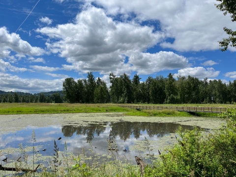 A bright blue sky and white clouds are reflected in a pond lined by trees