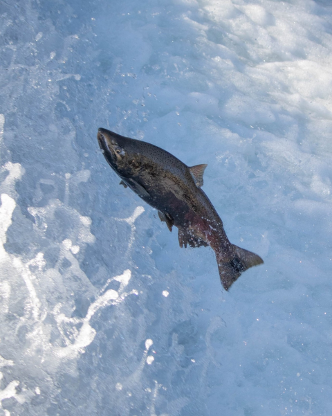 a large green and pink salmon with a hook nose jumps up whitewater flowing over a fish ladder