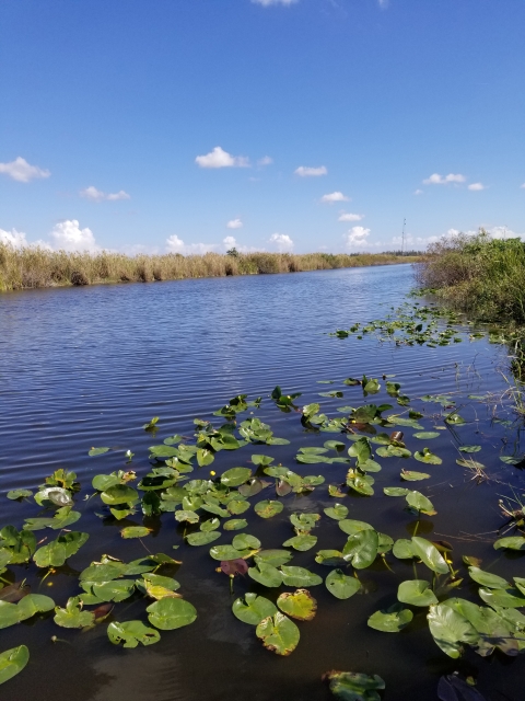 A wetlands with green leaves floating on the water.