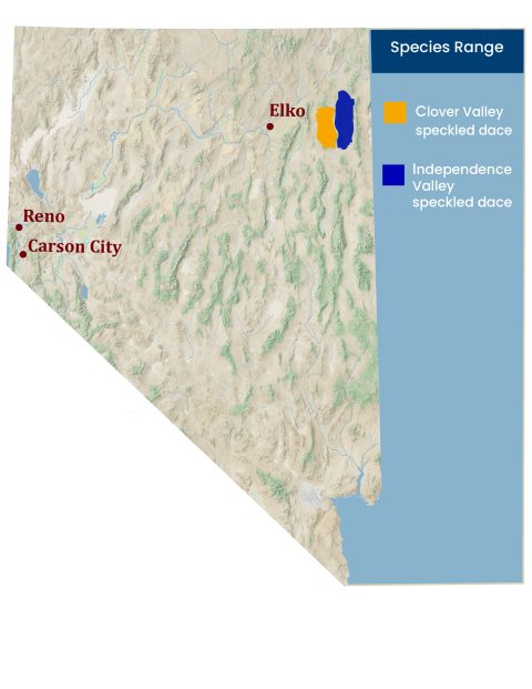 A map that shows the range of each respective speckled dace mentioned in the article. Their ranges are found in north-eastern Nevada near the Utah border.