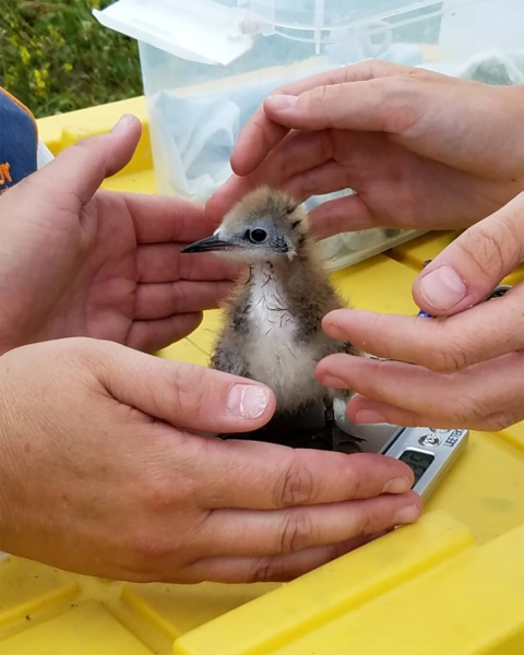 Black tern chick on a weight scale