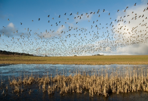 Flock of Canada geese in flight over from a wetland edged in grasses.