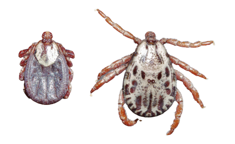 Side by side image of rocky mountain wood ticks