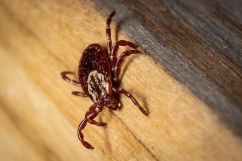 A dog tick on a piece of wood