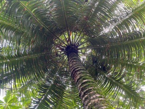 Fadang, Cycas micronesica, a threatened species under ESA