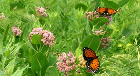 Regal fritillary butterflies on plants