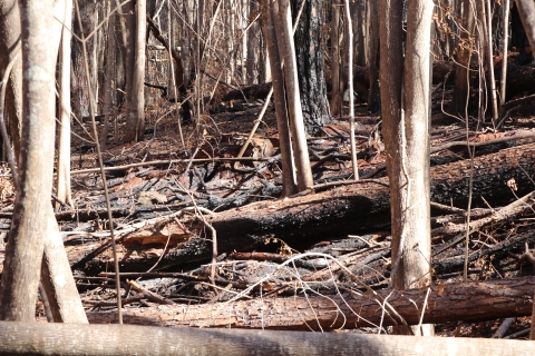 Burnt and broken trees lay about in a forest on Maui