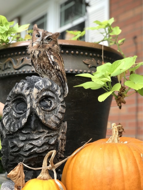 Luna, our owl ambassador, perches on a ceramic owl next to pumpkins.