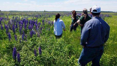 Conservation practitioners exploring potential wetland restoration site, a lakeplain