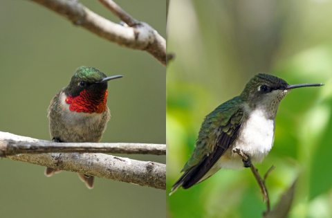 A side-by-side comparative photo of a male ruby-throated hummingbird and a female ruby-throated hummingbird. The photo of the male is on the left. He is perched on a branch and facing forward. He has a green cap, vivid red throat, and a whitish brown belly. The photo of the female is on the right. She is perched and facing to the side. She has a green cap and back, extending down to her tailfeathers. Her belly and throat are white. 