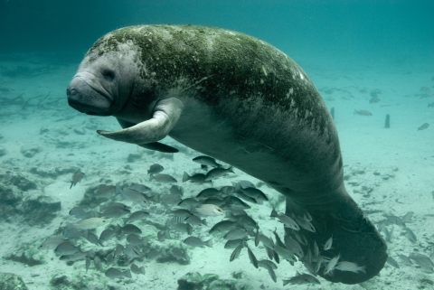 Manatee resting in a body of water with a school of mangrove snappers..