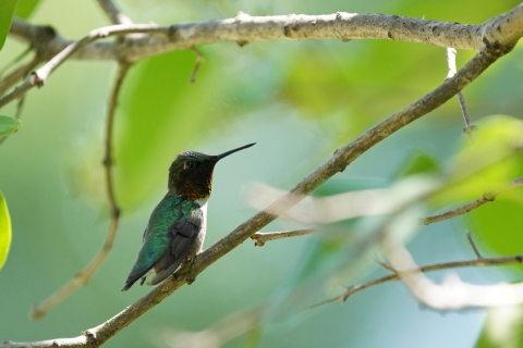 A male ruby-throated hummingbird perches on a small branch, surrounded by green leaves. His wings are folded in and he is looking slightly to the side of his shoulder. 