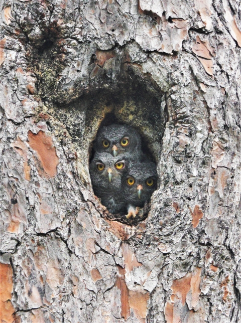 Eastern screech-owl chicks peak out of their nest in a tree cavity.