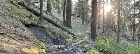 a trail crosses a muddy spot on a sparsely wooded trail as the sunlight casts rays through the trees.