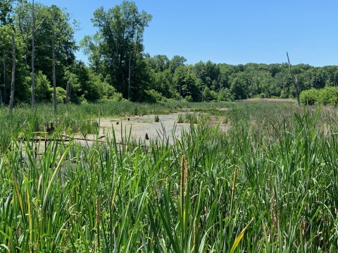 View of wetland plants and habitat