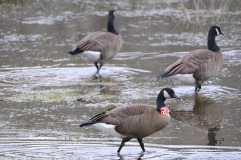 A collared, white cheeked goose stands in shallow water with two other geese. 