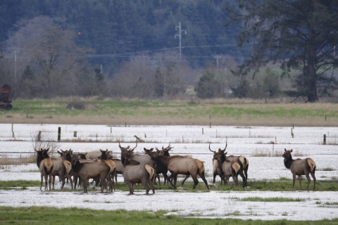 A herd of elk stands in a flooded field.