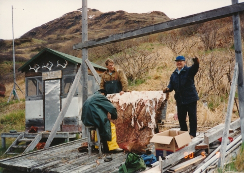 Two people stand on either side of a bear hide of brown fur, blood, and flesh. Another person sits on the stool, facing away from the camera, and works on processing the hide.