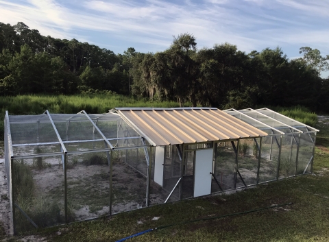 Hatchery staff built an aviary out of a carport frame and enclosed it with hardware cloth. It houses up to 20 birds at Welaka National Fish Hatchery. The hatchery cares for the birds for three weeks before releasing them into the wild.