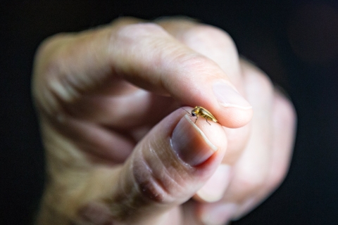 A small firefly held between someone's thumb and index finger