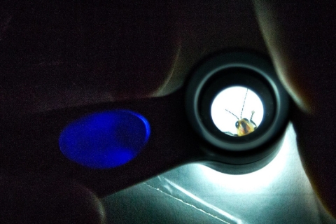 View of a firefly through a magnifying glass