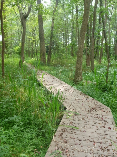 boardwalk trail through the woods covered in leaves