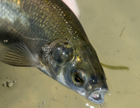 Mouth open on goldish silvery fish in murky water