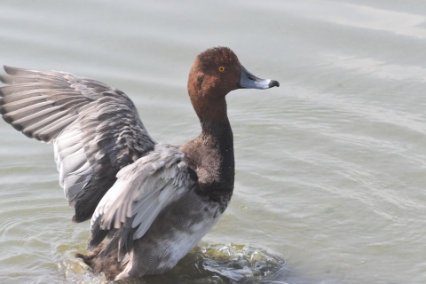 male redhead duck with wings spread