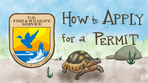 Drawing that displays the USFWS logo a turtle and the words, "How to Apply for a Permit"