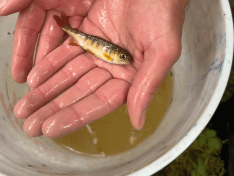  a small fish in a person's hands over a bucket