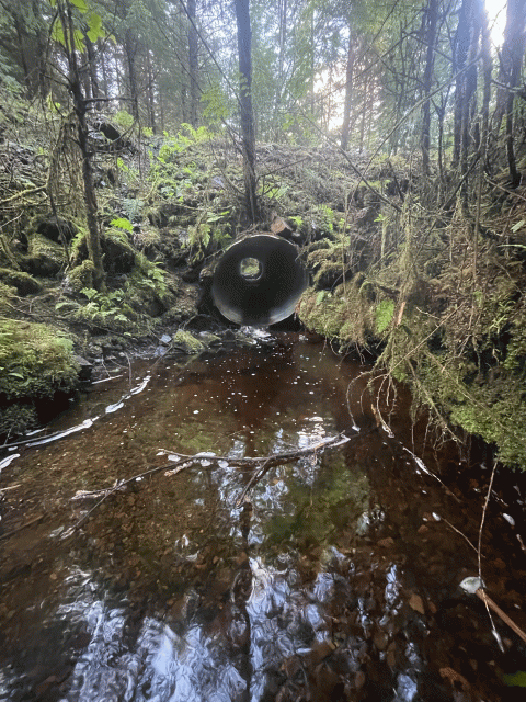 a round culvert with a perched end over a tannin brown creek surrounded by trees