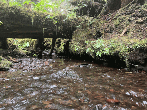 a creek with undercut banks and large overhead trees