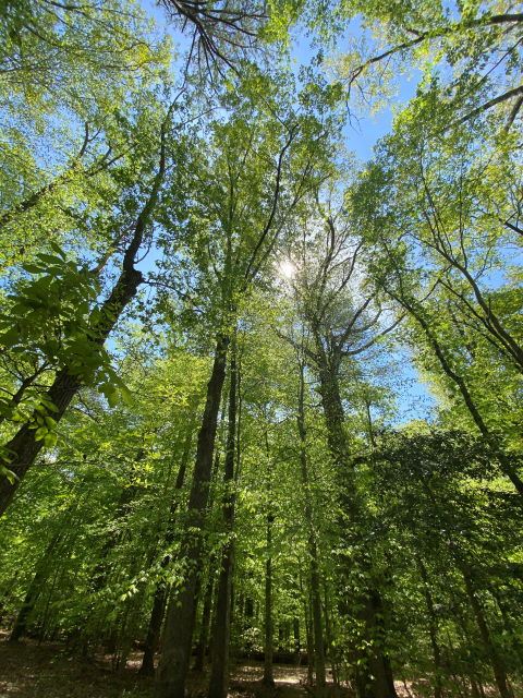 a view looking up at the sun shining through a mature tree canopy