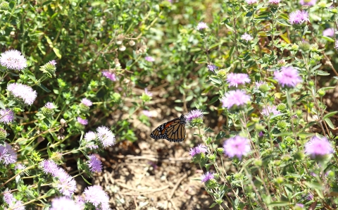 Black and orange butterfly in a field of light purple flowers