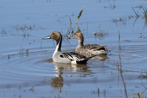 Northern Pintail 