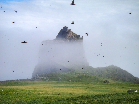 A large jagged rock juts out of a vegetated plane through clouds and fog with numerous black birds with orange beaks flying through the air.