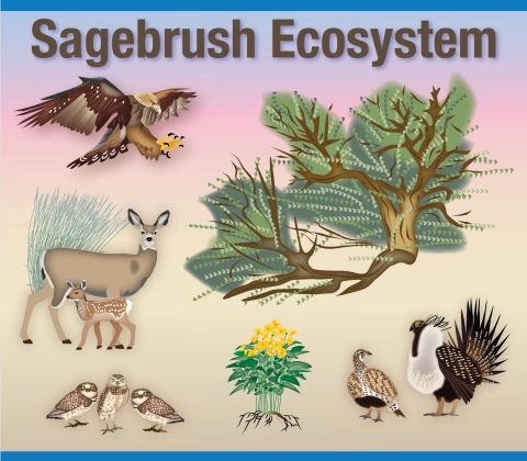 Clip art images used to show golden eagle, juniper tree, doe and fawn, yellow flowers, three burrowing owls, and sage grouse under the words "Sagebrush Ecosystem."