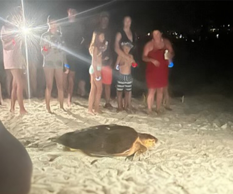 A sea turtle attempts to nest, but tourists and their lights scared it back into the water.