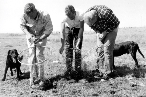 black and white photograph of three men holding nets with ducks in them